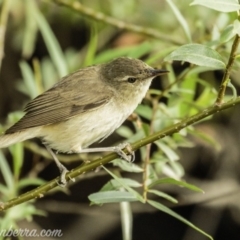 Acrocephalus australis at Campbell, ACT - 19 Jan 2020