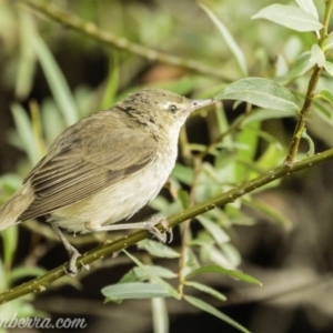 Acrocephalus australis at Campbell, ACT - 19 Jan 2020