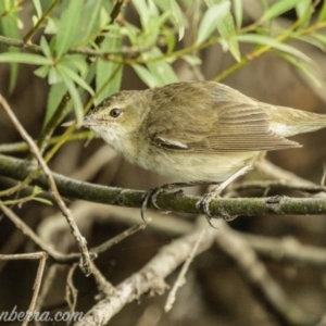 Acrocephalus australis at Campbell, ACT - 19 Jan 2020