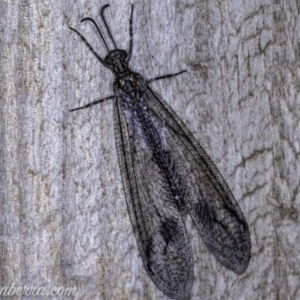 Glenoleon meteoricus at Hughes, ACT - 21 Jan 2020