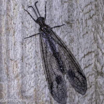 Glenoleon meteoricus (Patch-wing Glenoleon) at Hughes, ACT - 21 Jan 2020 by BIrdsinCanberra