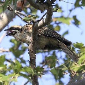 Eudynamys orientalis at Higgins, ACT - 31 Jan 2020