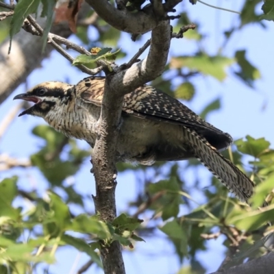 Eudynamys orientalis (Pacific Koel) at Higgins, ACT - 31 Jan 2020 by AlisonMilton