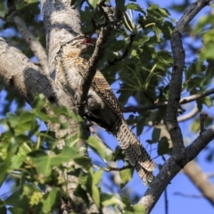 Eudynamys orientalis at Higgins, ACT - 31 Jan 2020