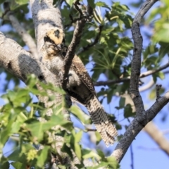 Eudynamys orientalis at Higgins, ACT - 31 Jan 2020