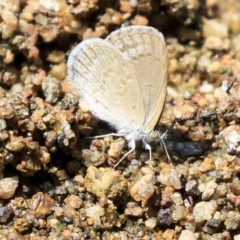 Zizina otis (Common Grass-Blue) at Umbagong District Park - 30 Jan 2020 by AlisonMilton