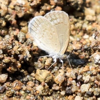 Zizina otis (Common Grass-Blue) at Umbagong District Park - 30 Jan 2020 by AlisonMilton