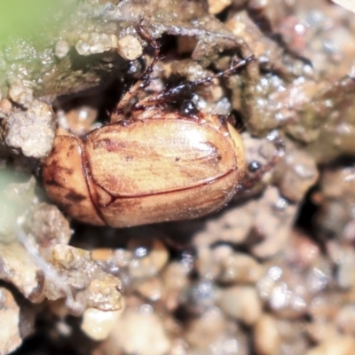 Cyclocephala signaticollis (Argentinian scarab) at Umbagong District Park - 30 Jan 2020 by AlisonMilton