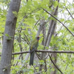 Platycercus elegans (Crimson Rosella) at Giralang, ACT - 21 Jan 2020 by KL