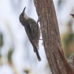 Cormobates leucophaea (White-throated Treecreeper) at Umbagong District Park - 30 Jan 2020 by Alison Milton