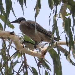 Philemon corniculatus (Noisy Friarbird) at Macgregor, ACT - 30 Jan 2020 by AlisonMilton