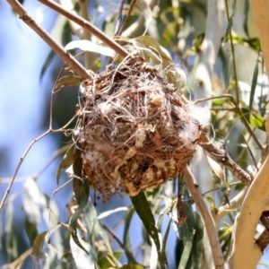 Philemon corniculatus at Macgregor, ACT - 30 Jan 2020