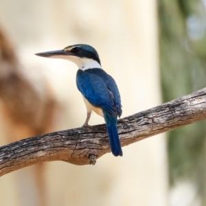 Todiramphus sanctus at Latham, ACT - 30 Jan 2020