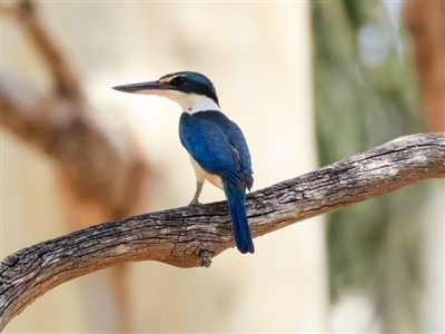 Todiramphus sanctus (Sacred Kingfisher) at Latham, ACT - 30 Jan 2020 by AlisonMilton