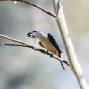 Todiramphus sanctus at Latham, ACT - 30 Jan 2020