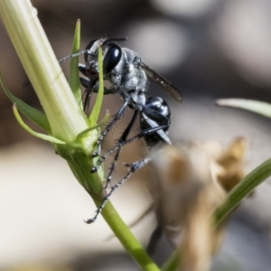 Isodontia sp. (genus) at Higgins, ACT - 30 Jan 2020