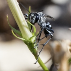 Isodontia sp. (genus) at Higgins, ACT - 30 Jan 2020