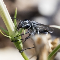 Isodontia sp. (genus) at Higgins, ACT - 30 Jan 2020