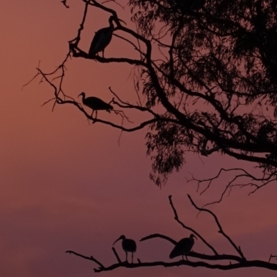 Threskiornis spinicollis (Straw-necked Ibis) at Hughes, ACT - 2 Feb 2020 by JackyF