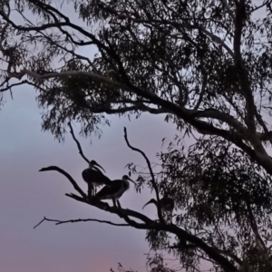 Threskiornis spinicollis at Hughes, ACT - 2 Feb 2020