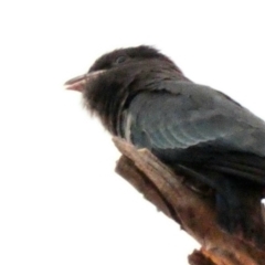 Eurystomus orientalis at Deakin, ACT - 2 Feb 2020