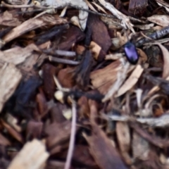 Chalcopteroides columbinus (Rainbow darkling beetle) at Fowles St. Woodland, Weston - 2 Feb 2020 by AliceH