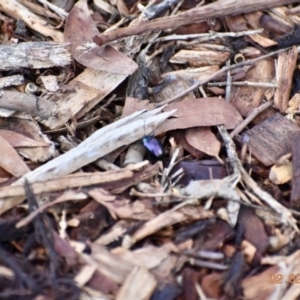 Chalcopteroides columbinus at Weston, ACT - 2 Feb 2020