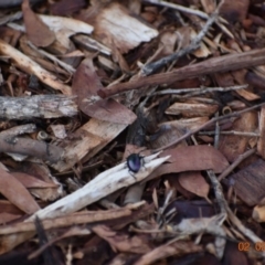 Chalcopteroides columbinus at Weston, ACT - 2 Feb 2020