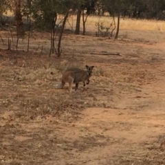 Notamacropus rufogriseus (Red-necked Wallaby) at The Pinnacle - 30 Jan 2020 by JohnBrannan