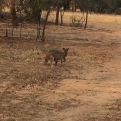 Notamacropus rufogriseus (Red-necked Wallaby) at The Pinnacle - 29 Jan 2020 by JohnBB