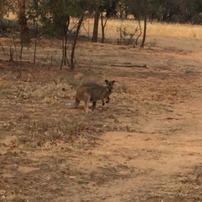 Notamacropus rufogriseus (Red-necked Wallaby) at The Pinnacle - 30 Jan 2020 by JohnBrannan