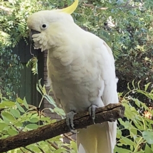 Cacatua galerita at Hughes, ACT - 3 Feb 2020 08:00 AM