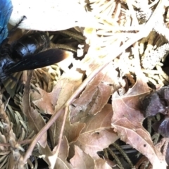 Austroscolia soror (Blue Flower Wasp) at Aranda, ACT - 3 Feb 2020 by Jubeyjubes