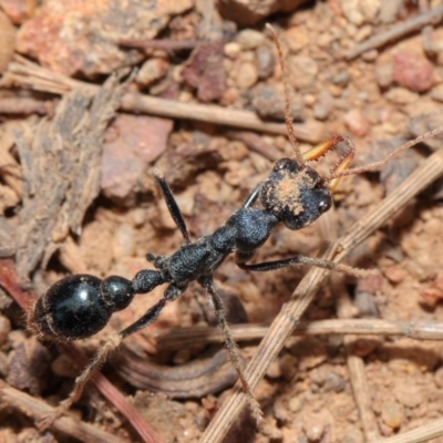 Myrmecia tarsata (Bull ant or Bulldog ant) at Mount Majura - 25 Feb 2017 by TimL
