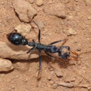 Myrmecia tarsata at Majura, ACT - 25 Feb 2017