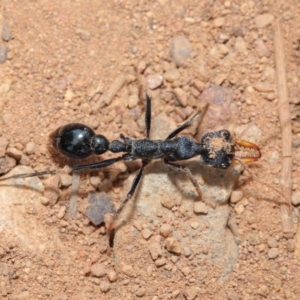 Myrmecia tarsata at Majura, ACT - 25 Feb 2017