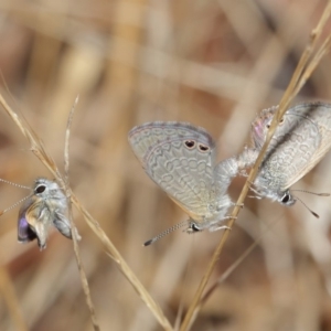 Nacaduba biocellata at Majura, ACT - 25 Feb 2017