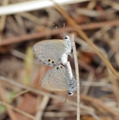 Nacaduba biocellata at Majura, ACT - 25 Feb 2017