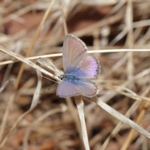 Nacaduba biocellata at Majura, ACT - 25 Feb 2017