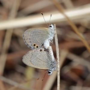 Nacaduba biocellata at Majura, ACT - 25 Feb 2017