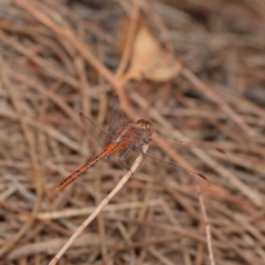 Diplacodes bipunctata (Wandering Percher) at P11 - 25 Feb 2017 by TimL