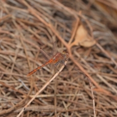 Diplacodes bipunctata at Hackett, ACT - 25 Feb 2017