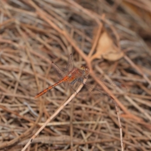 Diplacodes bipunctata at Hackett, ACT - 25 Feb 2017