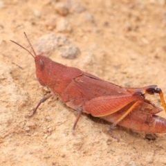 Goniaea opomaloides (Mimetic Gumleaf Grasshopper) at Hackett, ACT - 25 Feb 2017 by TimL