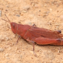 Goniaea opomaloides at Hackett, ACT - 25 Feb 2017