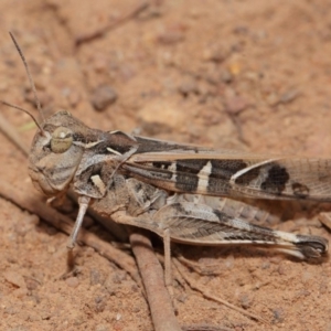 Oedaleus australis at Hackett, ACT - 25 Feb 2017 01:33 PM