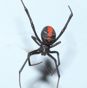 Latrodectus hasselti at Evatt, ACT - 17 Jan 2017 03:02 PM