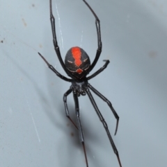 Latrodectus hasselti at Evatt, ACT - 17 Jan 2017