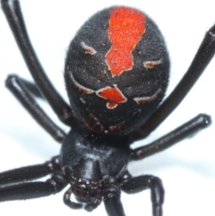 Latrodectus hasselti at Evatt, ACT - 17 Jan 2017