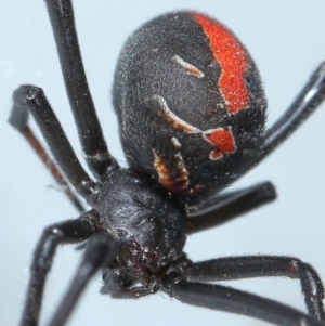 Latrodectus hasselti at Evatt, ACT - 17 Jan 2017